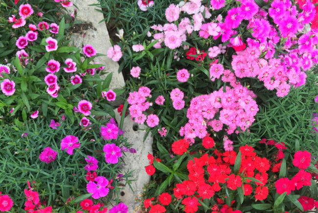 1522154128Dianthus-spp-form-March-2018-brad-wier.jpg