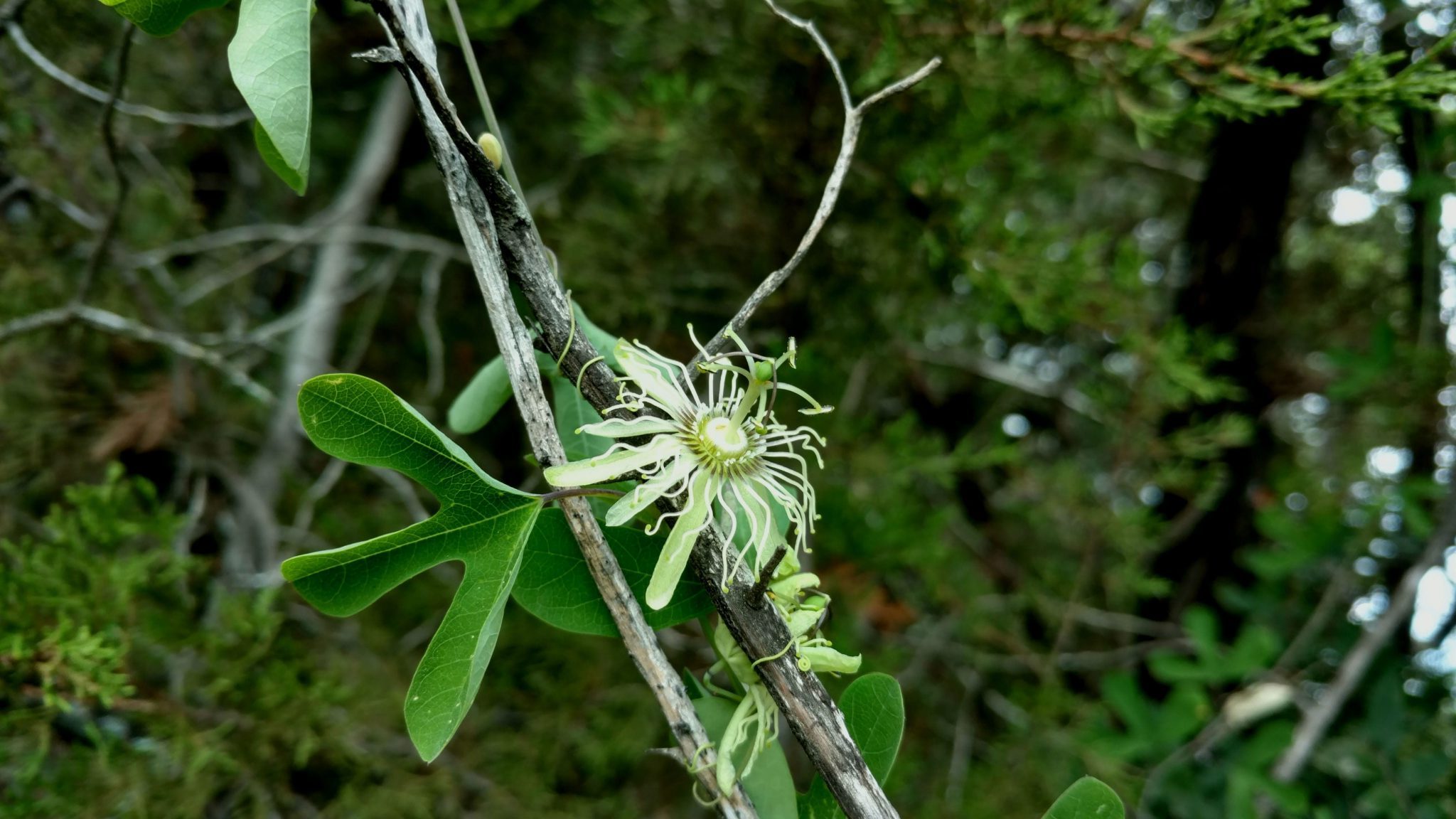 1525447426Passiflora_affinis_flower1.jpg
