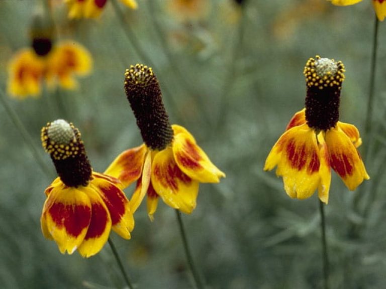 1526937045Mexican-Hat-Ratibida-columnifera-form-NPIN-photo-courtesy-Kimberly-Kline.JPG