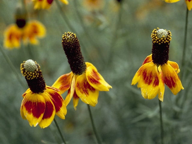 1526937045Mexican-Hat-Ratibida-columnifera-form-NPIN-photo-courtesy-Kimberly-Kline.JPG