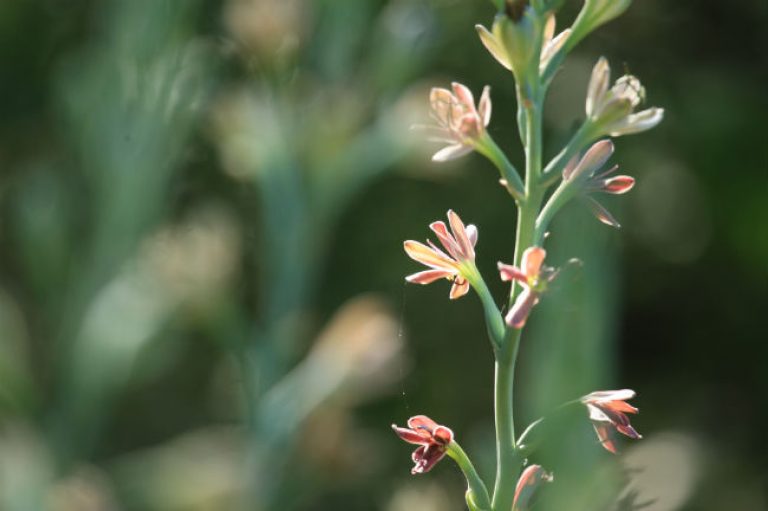 1527597187Manfreda-manfreda-maculosa-detail-flowering-june-2018-brad-wier.jpg