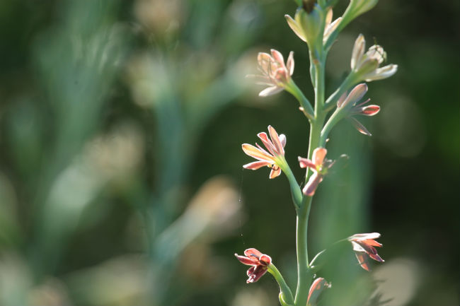 1527597187Manfreda-manfreda-maculosa-detail-flowering-june-2018-brad-wier.jpg