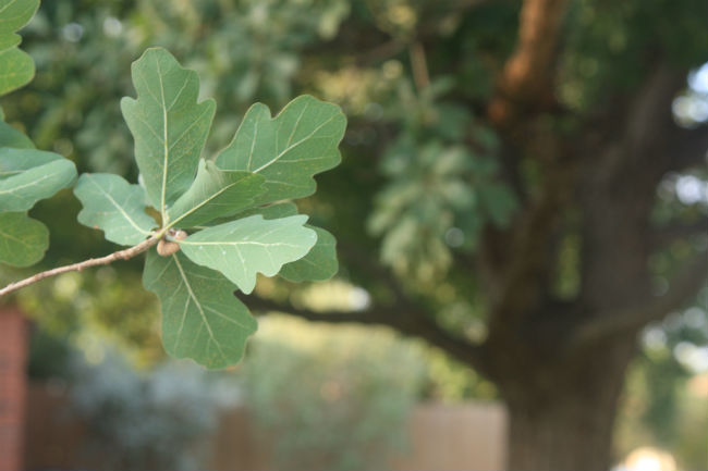 1527626952oak-lacey-quercus-laceyi-detail-leaf-september.jpg