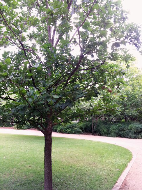 1527627338Oak-Bur-Quercus-macrocarpa-form-Monte-Vista-15-years-6-2014.jpg