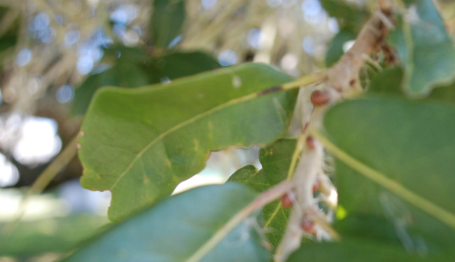 1527627933coastal-live-oak-quercus-virginiana-leaf-detail.jpg