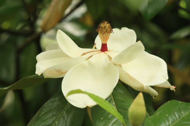 1528923436Magnolia-Magnolia-grandiflora-detail-flower-650.jpg