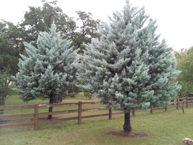 1529700036Cypress-Arizona-cupressus-arizonica-form-cadillac-street2.jpg