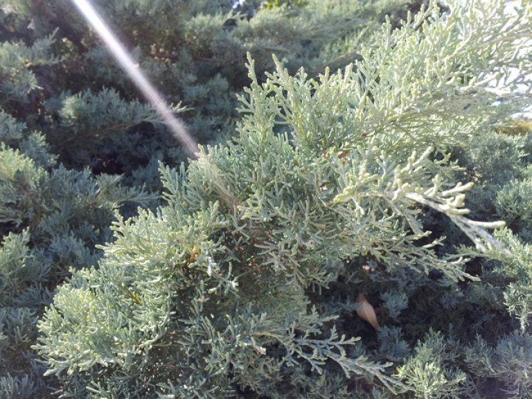 1529700059Cypress-Arizona-Cyperus-arizonica-detail.jpg