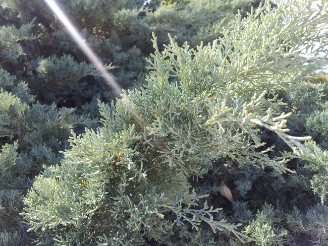 1529700059Cypress-Arizona-Cyperus-arizonica-detail.jpg