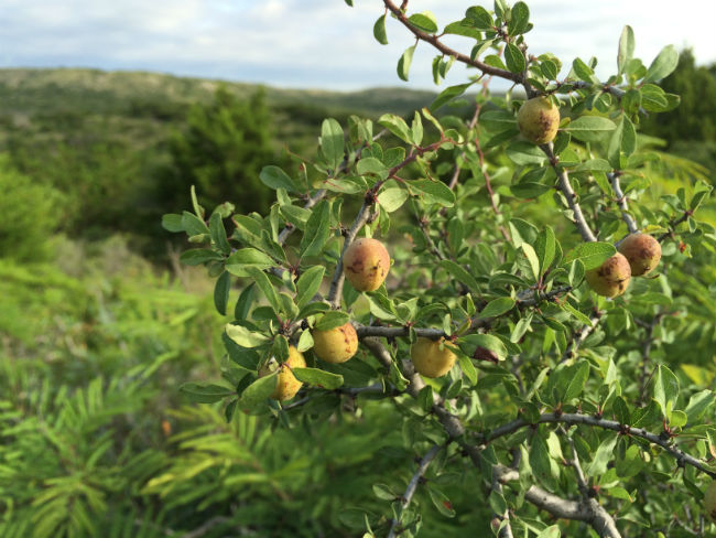 1530198381Peachbush-Prunus-texana-fruiting-june-2015-kickapoo-650.jpg