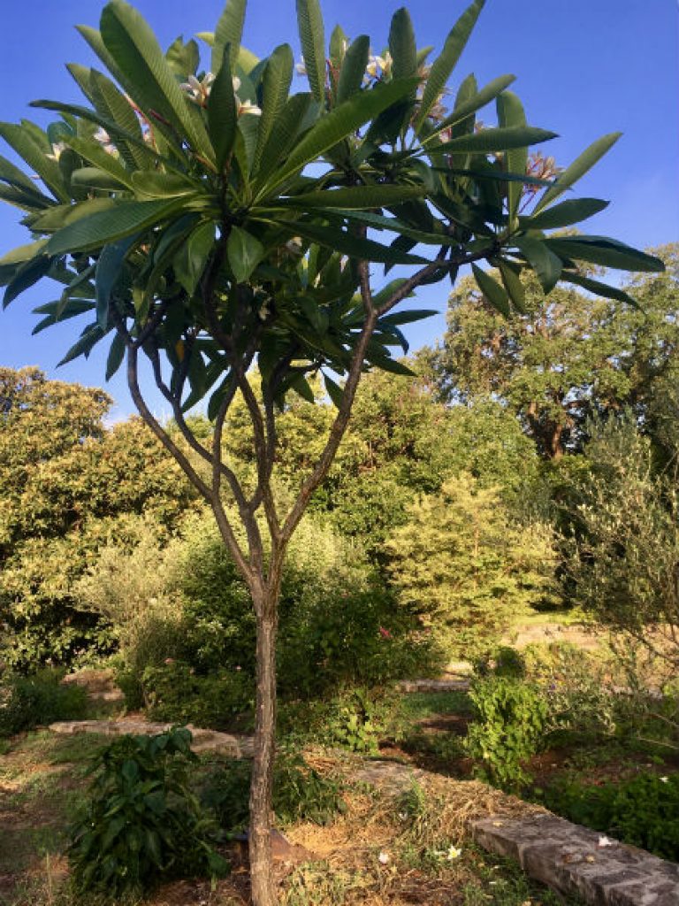1532089553Plumeria-Plumeria-spp-form-July-2018-Northwood-Brad-Wier.jpg