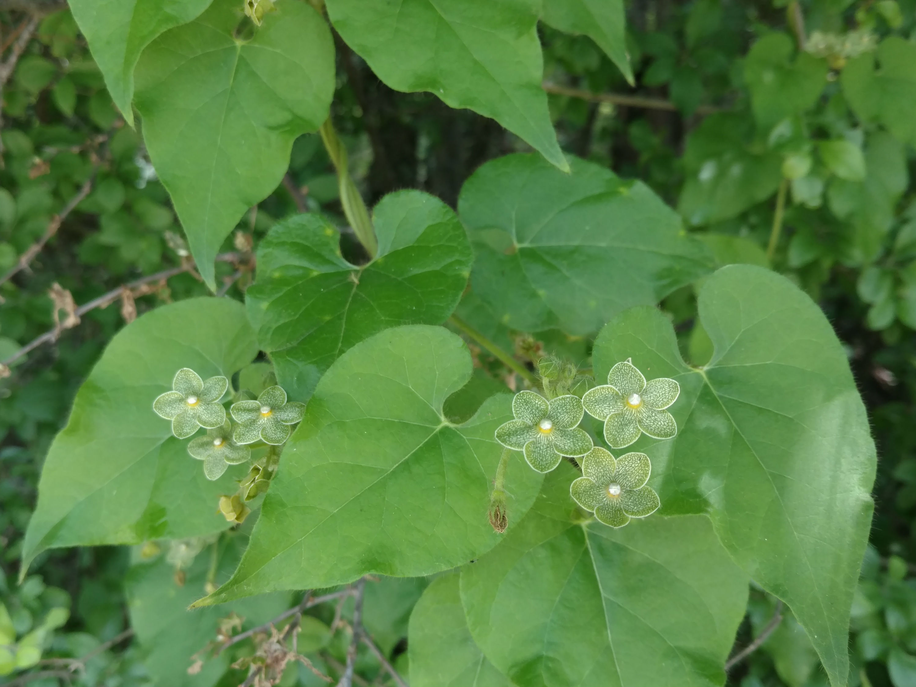 1534869211Matelea-reticulata.jpg