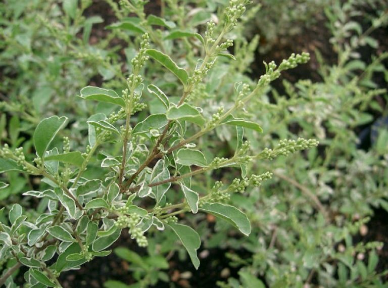 1534970406Ligustrum-sinensis-detail-leaf-KENPEI-wikipedia-commons-650.jpg