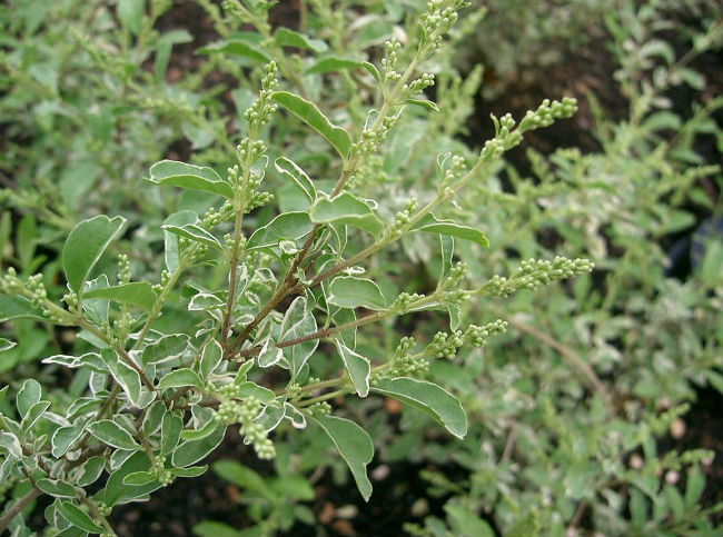 1534970406Ligustrum-sinensis-detail-leaf-KENPEI-wikipedia-commons-650.jpg