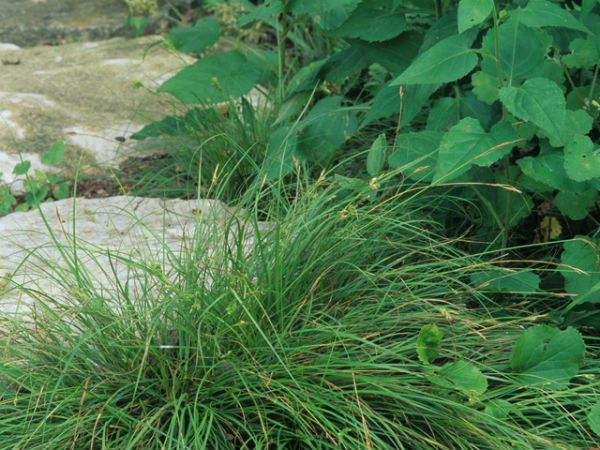 1536095427Carex-planostachys-form-Wasowski-NPIN-SAW_00699-600.jpg