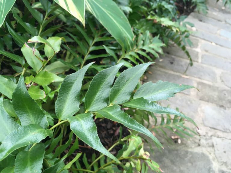 1536261451Holly-fern-Cyrtomium-falcatum-detail-leaf-600.jpg