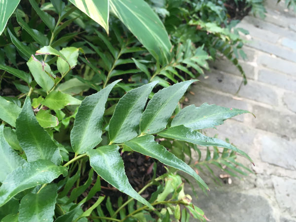 1536261451Holly-fern-Cyrtomium-falcatum-detail-leaf-600.jpg