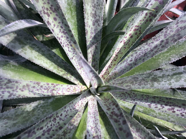 1537301187Mangave-Manfreda-x-agave-spp-detail-Pineapple-Express.jpg