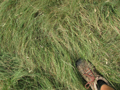 1537791856ThunderTurf-Close-up1-bio-gardener.jpg1_.jpg