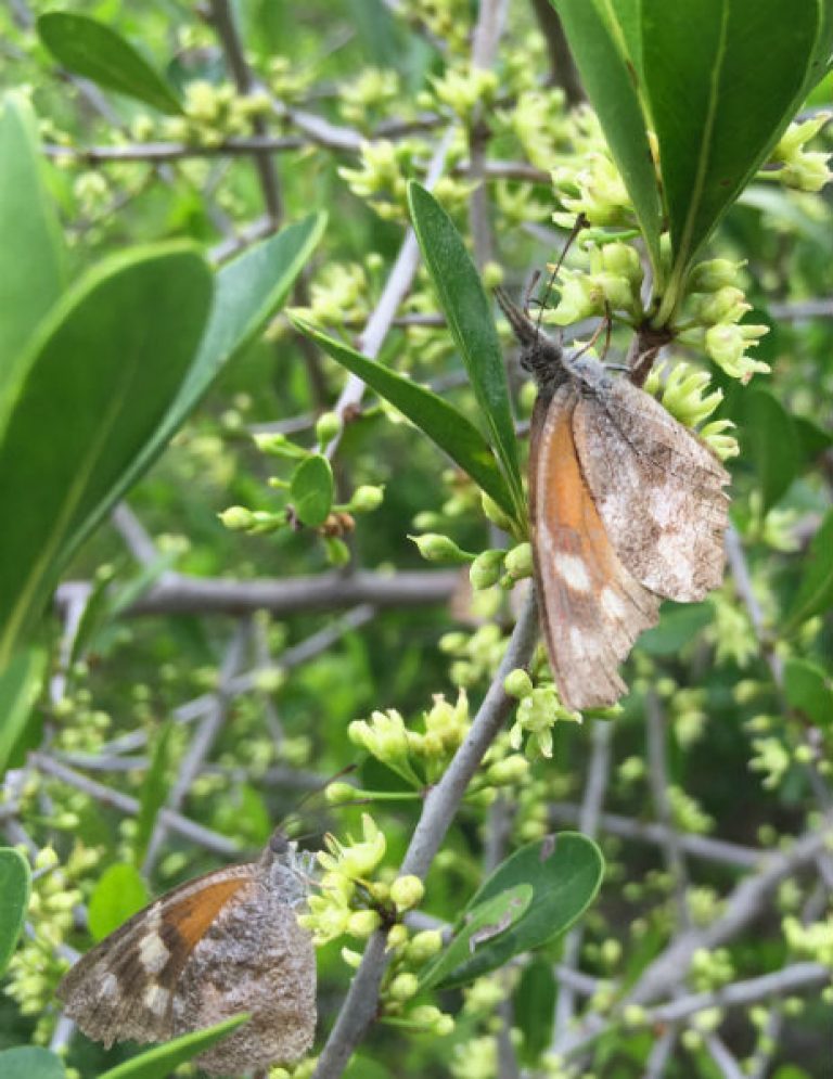 1538496930Coma-Bumelia-celastrina-detail-blooming-9-2018-brad-wier.jpg