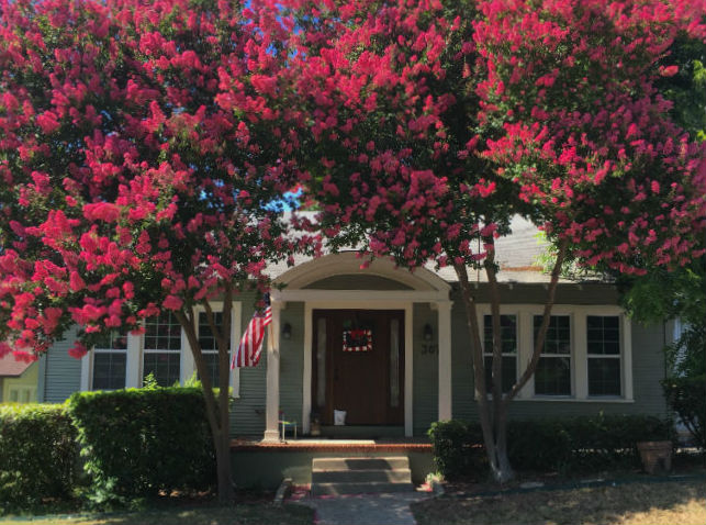 1538594676Crape-myrtle-Lagerstroemia-indica-form-6-2018-brad-wier-650-rotate.jpg