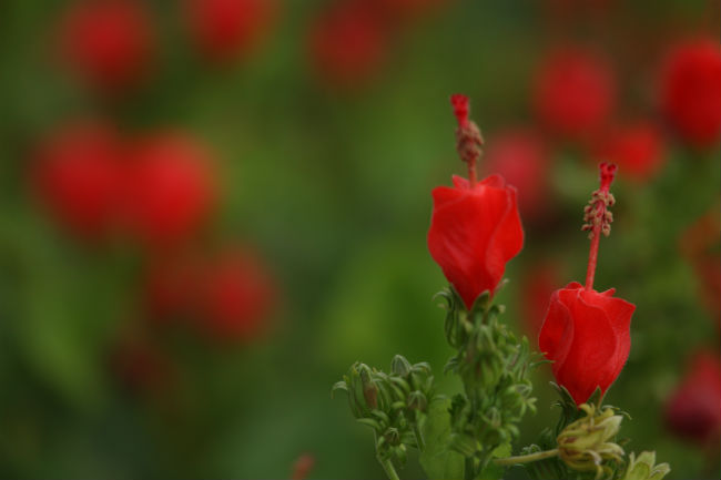 1539721703Turks-cap-Malvaviscus-drummondii-detail-flowering-October-Mitchell-Kae-brad-wier.jpg