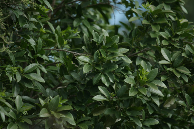 1539808900Jopoy-Esenbeckia-berlandieri-runyonii-detail-leaf-mitchell-lake-october-650.jpg