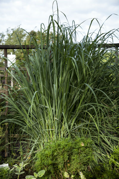 1539877590Lemongrass-Cymopogon-citratus-form-600.jpg