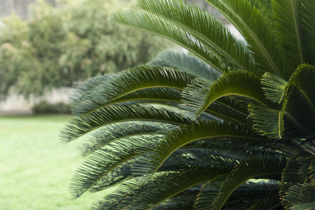 1539881088Sago-Cycas-revoluta-form-SABG-9-2018-Eric-Pohl-650.jpg