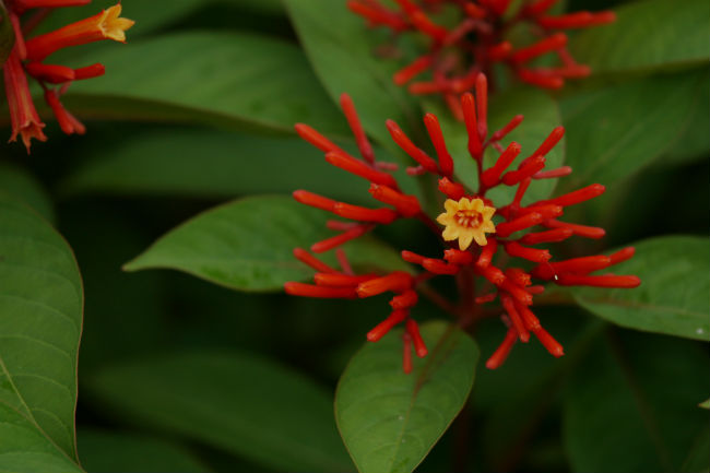 1539892410Firebush-Hamelia-patens-detail-flowering-Brad-Wier-650.jpg
