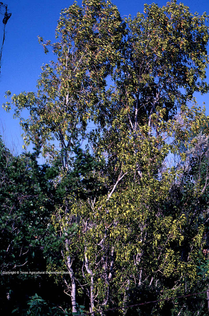 1541772592Baretta-Helietta-parvifolia-copyrights-tamu-research-station-uvalde-HELIETTAPA6473.jpg