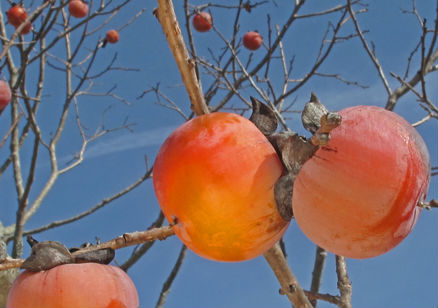 1544566125Persimmon-common-Diospyros-virginiana-detail-fruit-Alan-Cressler-A_C_IMG3309-650.jpg