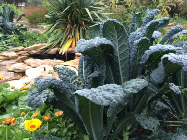 1546970945kale-Brassica-oleracea-Tuscan-form-SABG-bmw-650.jpg