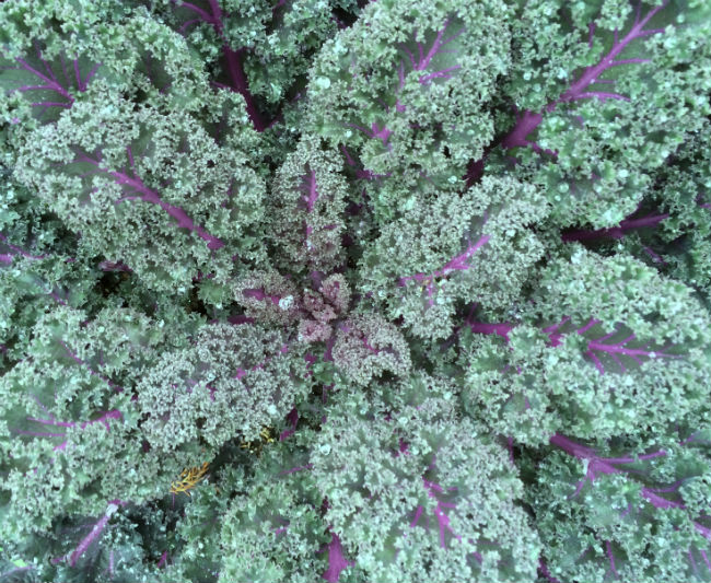 1546970953Kale-Brassica-oleracea-detail.jpg