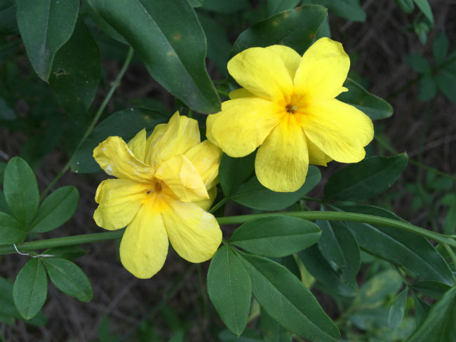 1552913959primrose-jasmine-jasminum-mesneyi-detail-flower-march-2019.jpg