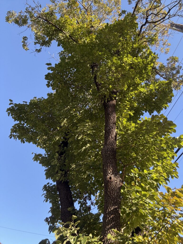 Tall eastern persimmon reaching towards power lines