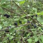 Elbowbush showing branch angles and dried fruit