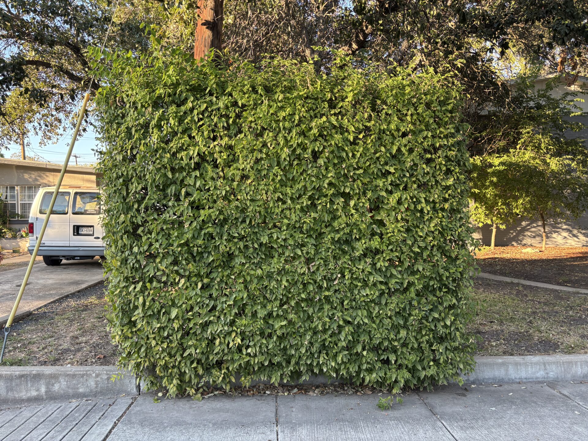Hackberry hedged as a boxwood screen in San Antonio, Texas