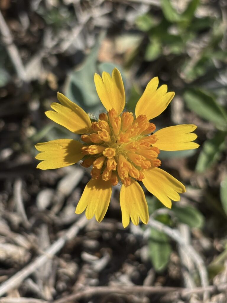 Huisache Daisy