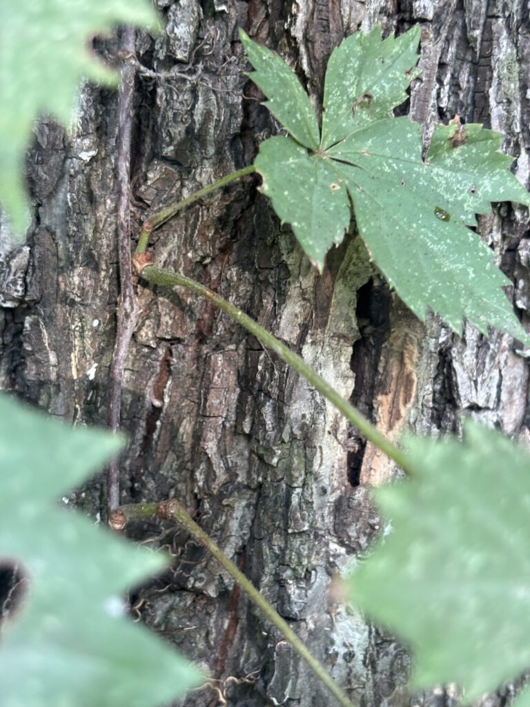 Virginia creeper tendrils adhere to surfaces using sticky pads.