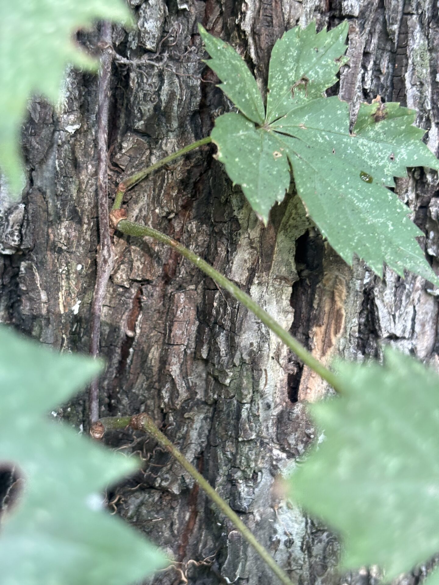 Virginia creeper tendrils adhere to surfaces using sticky pads.