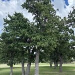 Post oak in Fredericksburg, Texas.