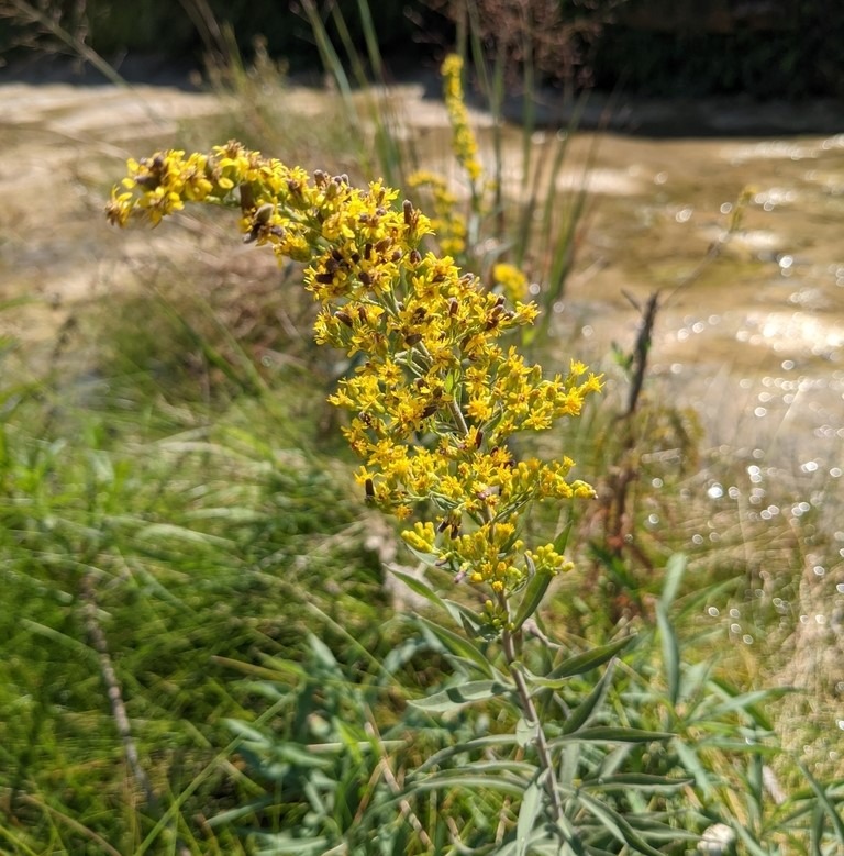 Julia's goldenrod blooming in fall in Blanco State Park