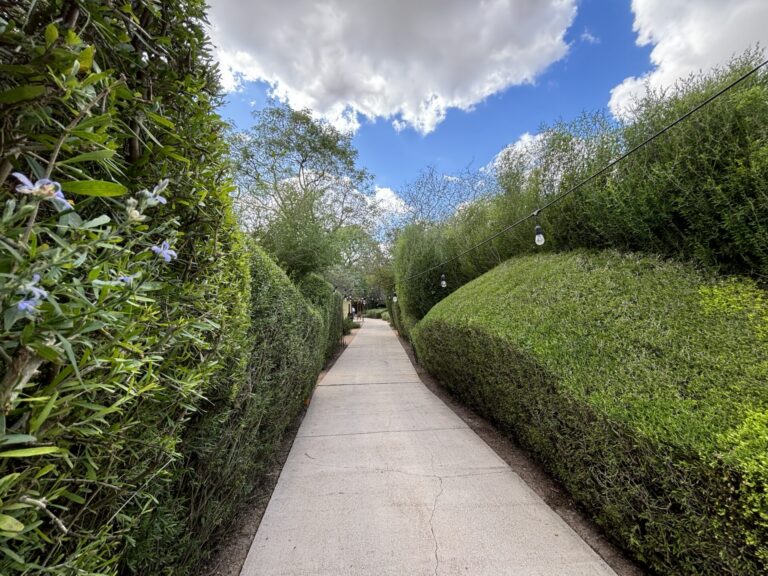 Pathway with lined with hedged shrubs