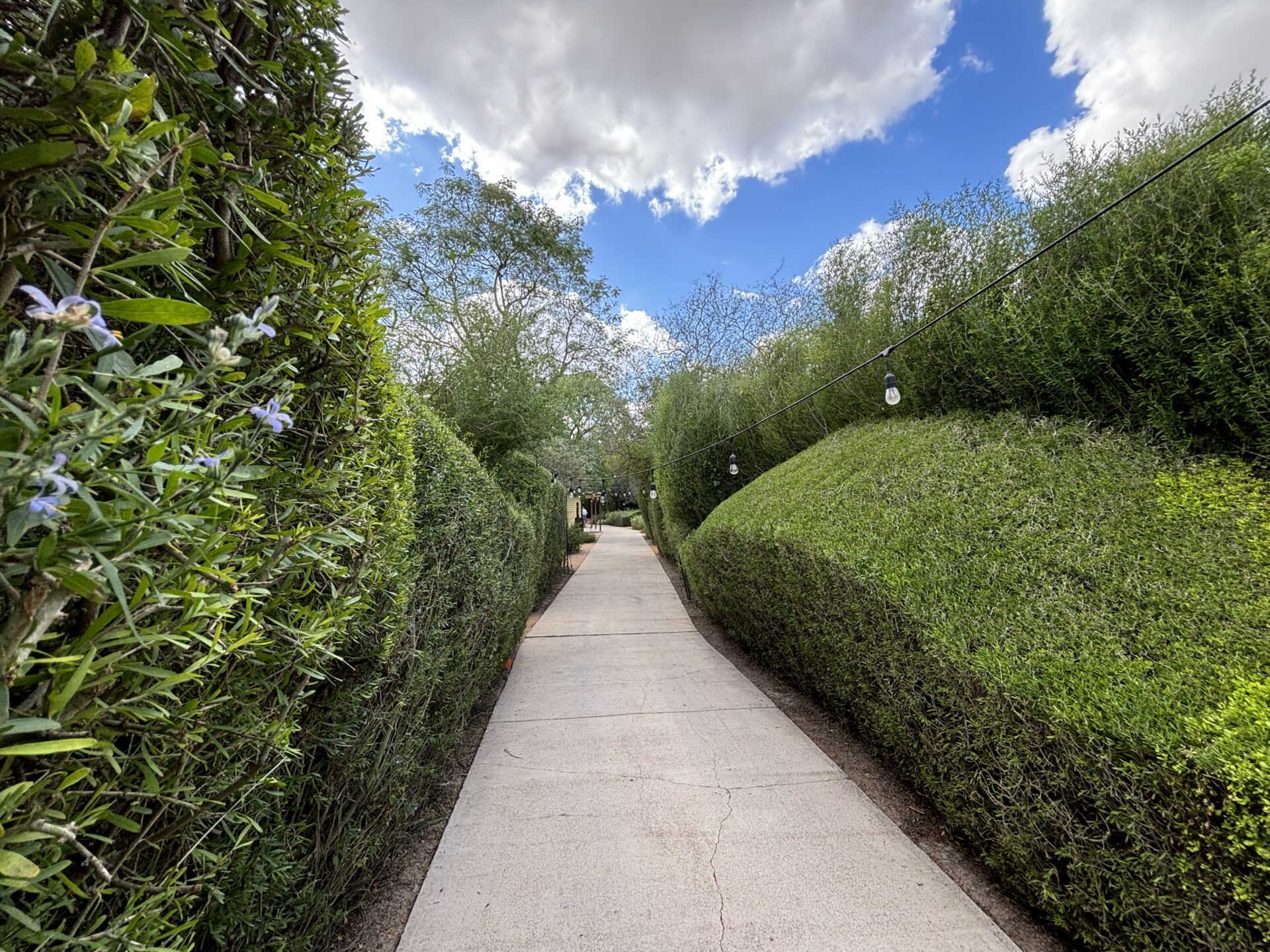 Pathway with lined with hedged shrubs