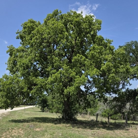 Post oak tree growing on roadside in Comfort Texas.