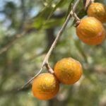 Western soapberry fruits in September