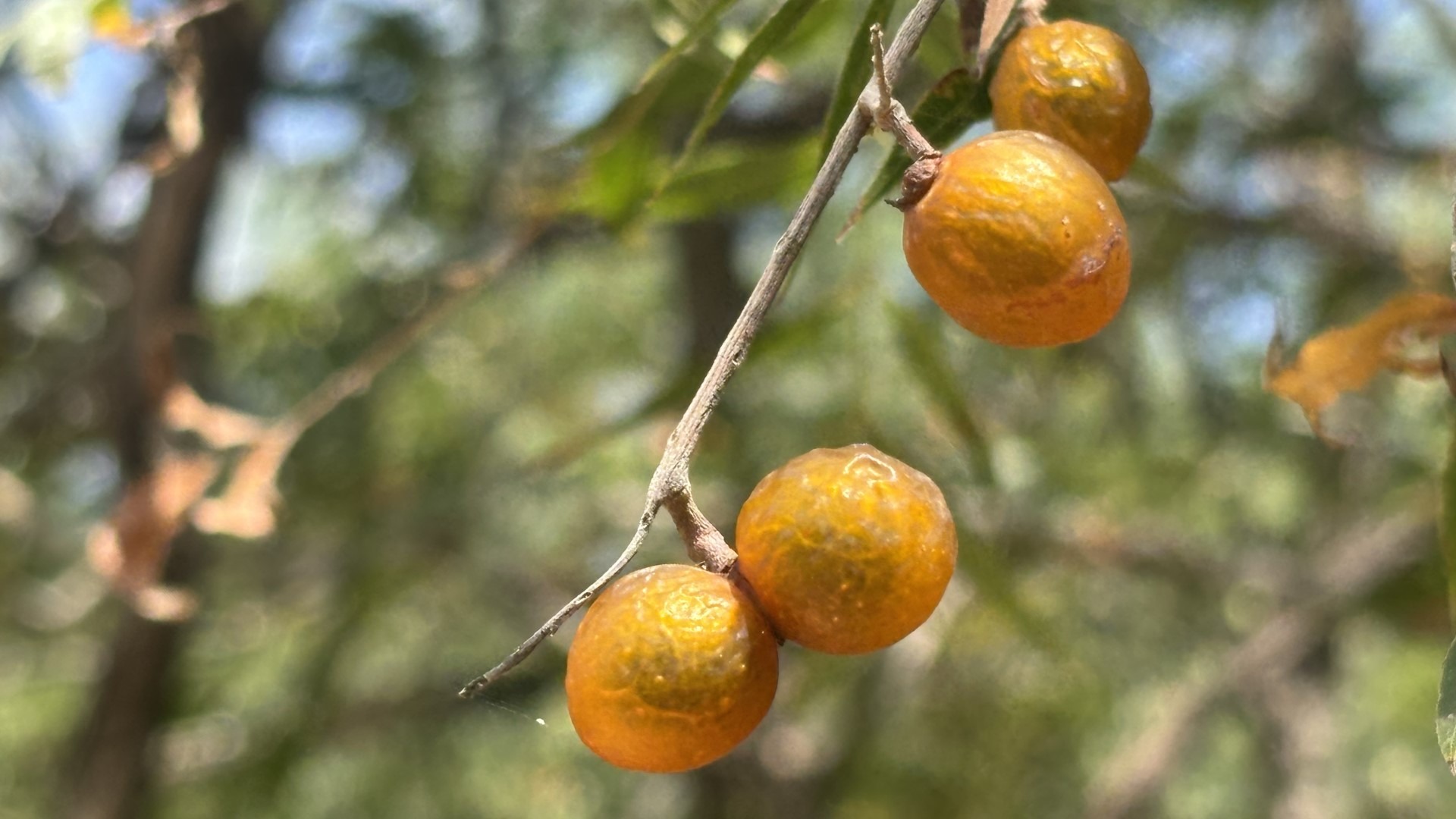 Western soapberry fruits in September