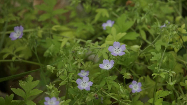 Baby Blue Eyes flowers