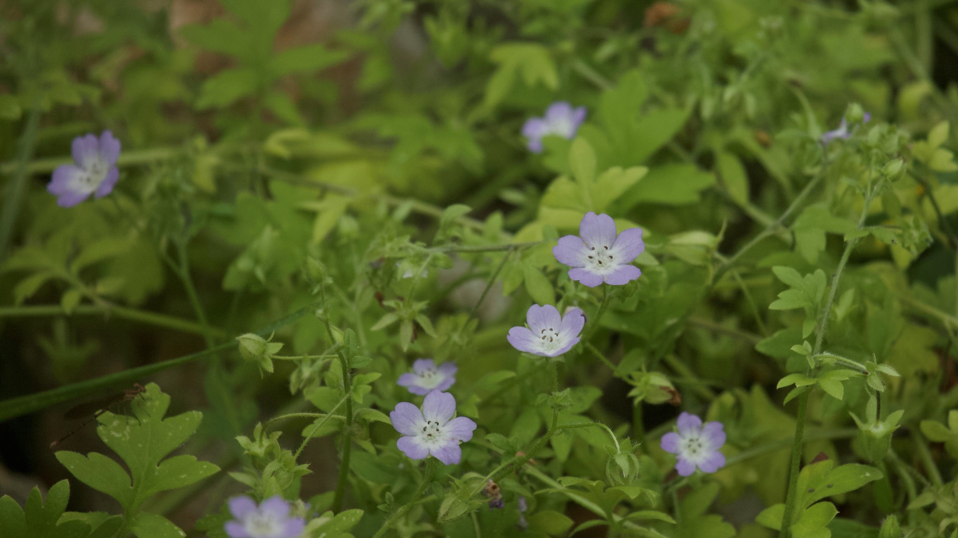 Baby Blue Eyes flowers